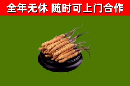 金平烟酒回收冬虫夏草.jpg